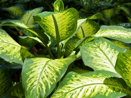 Poisonous Plants